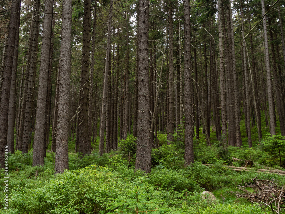 Tree trunks in the mountain forest of Karkonosze National Park Tree trunks in the mountain forest of Karkonosze National Park