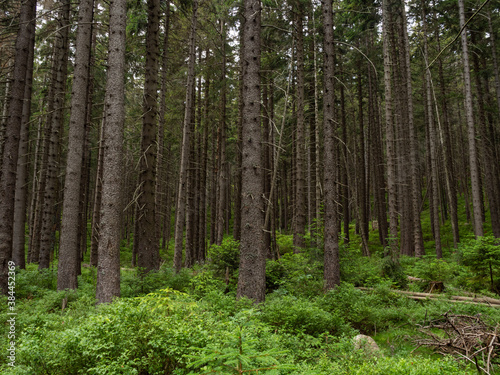 Tree trunks in the mountain forest of Karkonosze National Park