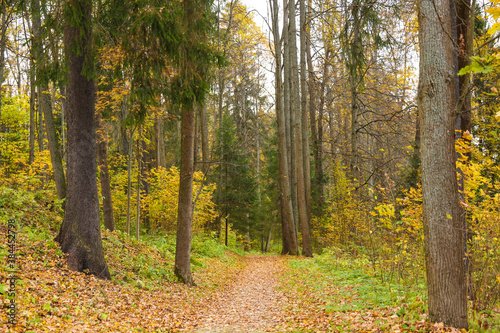 Fototapeta Naklejka Na Ścianę i Meble -  leafy path in autumn forest