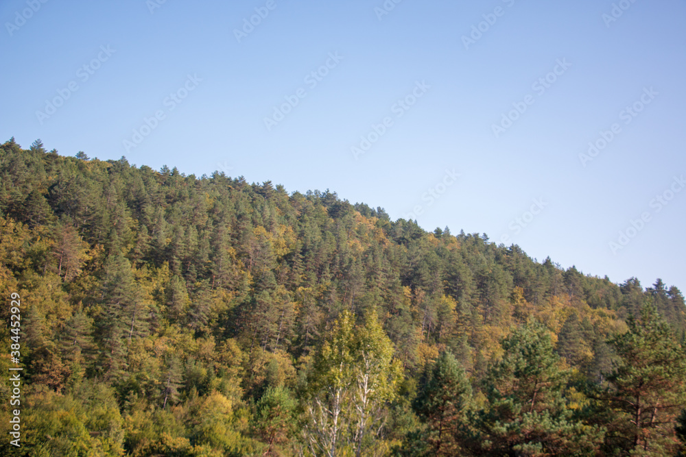 Forests Forests