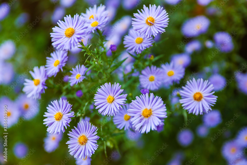blue asters are on green nature background close up with soft focus