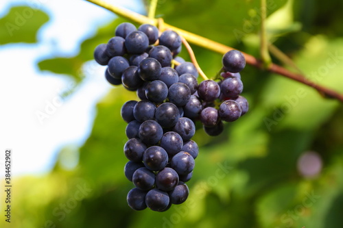 a bunch of grapes on the background of a vine with sun glare