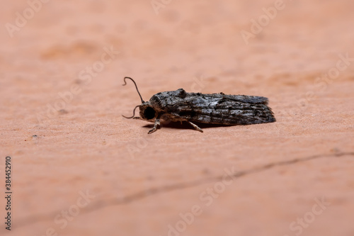 Black-olive Caterpillar Moth photo