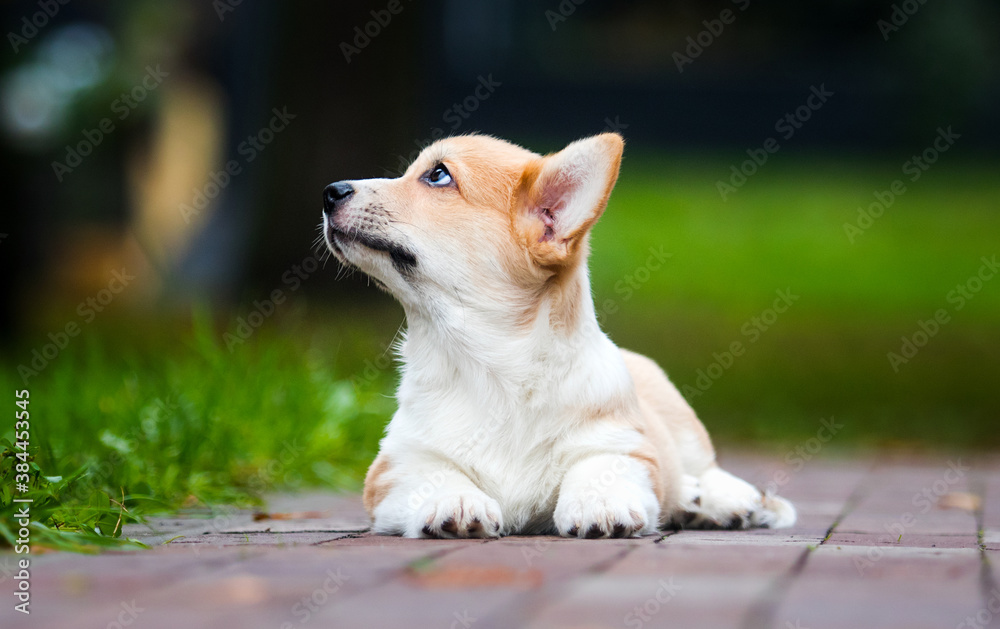 puppy for a walk in the park puppy for a walk in the park