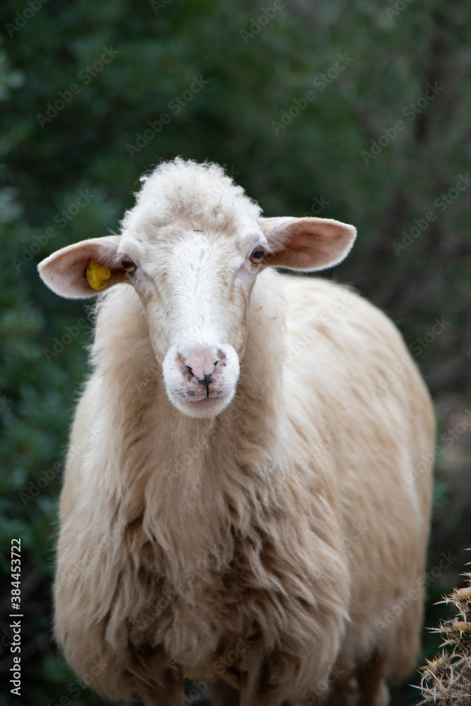 Artistic head shot portrait of a curious, friendly sheep in Sardinia, Italy. Curly white hair, sheepish, perplexed look, tame attitude. Green blurred background. Animal posing for camera.