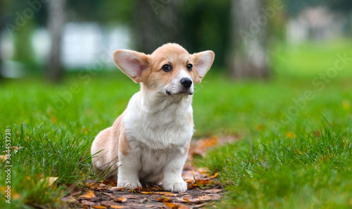 corgi puppy on the lawn in the park © Happy monkey