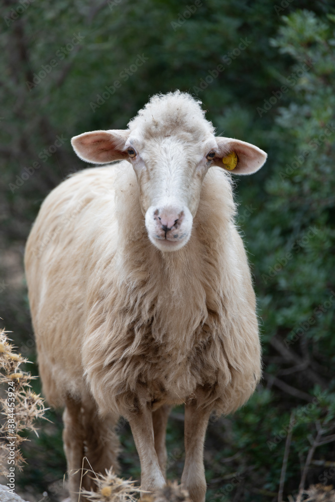 Artistic head shot portrait of a curious, friendly sheep in Sardinia, Italy. Curly white hair, sheepish, perplexed look, tame attitude. Green blurred background. Animal posing for camera. Artistic head shot portrait of a curious, friendly sheep in Sardinia, Italy. Curly white hair, sheepish, perplexed look, tame attitude. Green blurred background. Animal posing for camera.