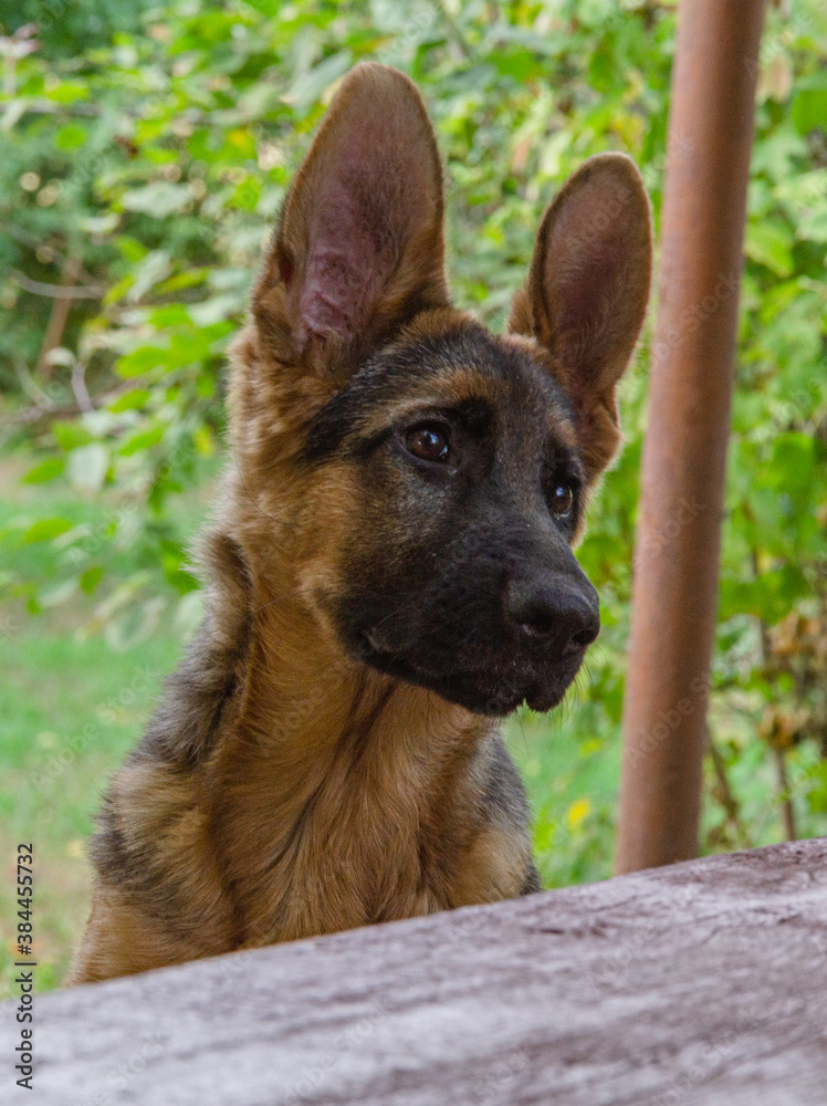 Shepherd puppy in the garden for a walk in the fall, afternoon. Shepherd puppy in the garden for a walk in the fall, afternoon.