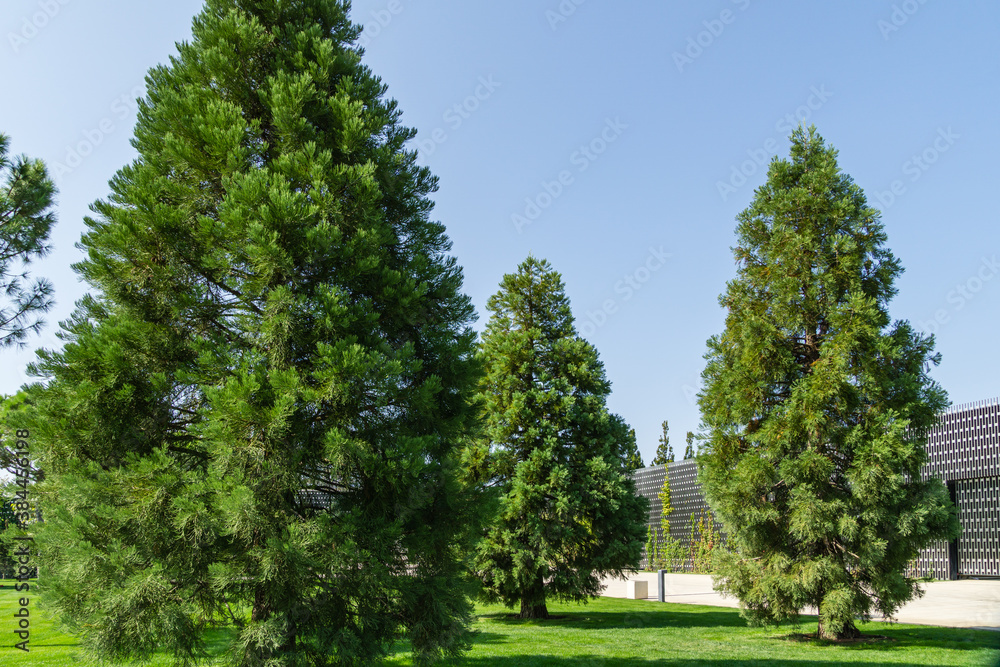 Three young Sequoiadendron giganteum (Giant sequoia or giant redwood) in city Park Krasnodar. Public landscape 'Galitsky park' in sunny autumn 2020 Three young Sequoiadendron giganteum (Giant sequoia or giant redwood) in city Park Krasnodar. Public landscape 'Galitsky park' in sunny autumn 2020