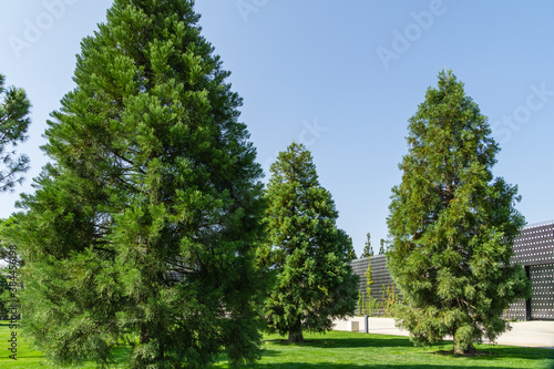 Three young Sequoiadendron giganteum (Giant sequoia or giant redwood) in city Park Krasnodar. Public landscape 'Galitsky park' in sunny autumn 2020 photo