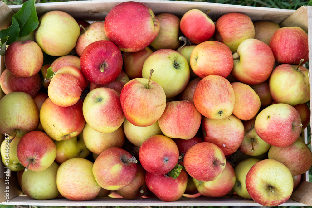 Biological apple harvest box Biological apple harvest box