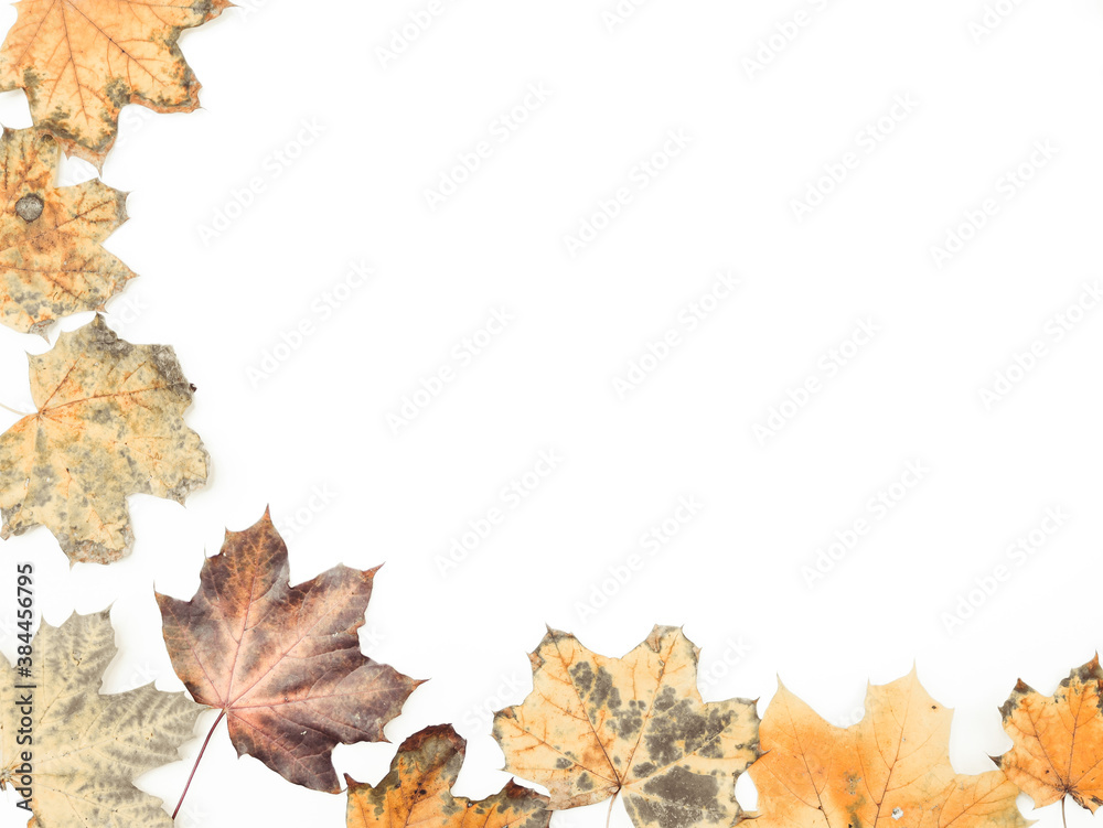 Autumn frame on white..

Autumn frame in a semicircle of pale maple leaves on white with place for text, top view.