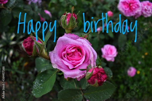 Photography card. A Happy birthday message.  A pink rose and green leaves