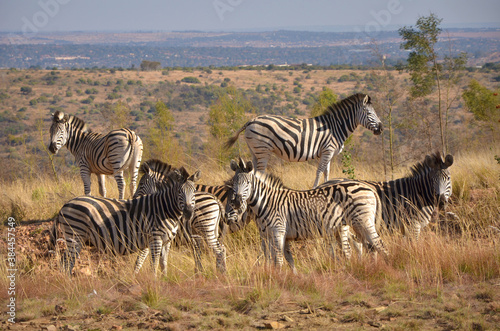 Zebra grazing  South Africa  around Pretoria