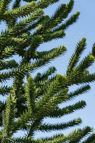 Close-up of spiky green branch Araucaria araucana, monkey puzzle tree, monkey tail tree, or Chilean pine in public landscape city park Krasnodar or 'Galitsky park' in sunny autumn September 2020