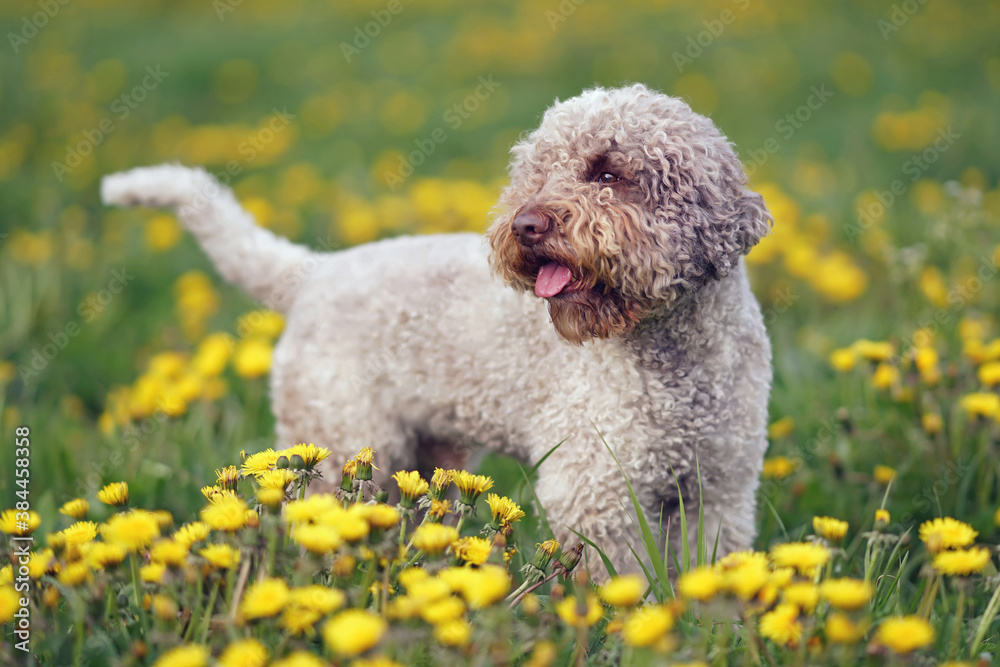 Brown roan Lagotto Romagnolo dog standing in a green grass with yellow dandelion flowers in spring Brown roan Lagotto Romagnolo dog standing in a green grass with yellow dandelion flowers in spring