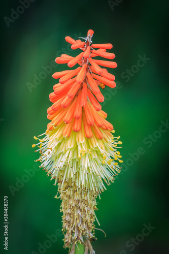 Red hot poker plant (Kniphofia) at MItch Park in Edmond, OK photo