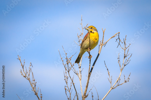 Dickcissel (Spiza americana) perched on a branch