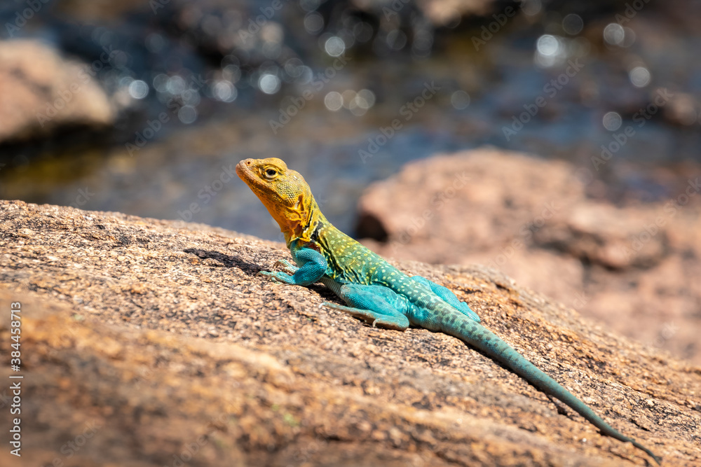 Eastern collared lizard (Crotaphytus collaris), also known as a Eastern collared lizard (Crotaphytus collaris), also known as a