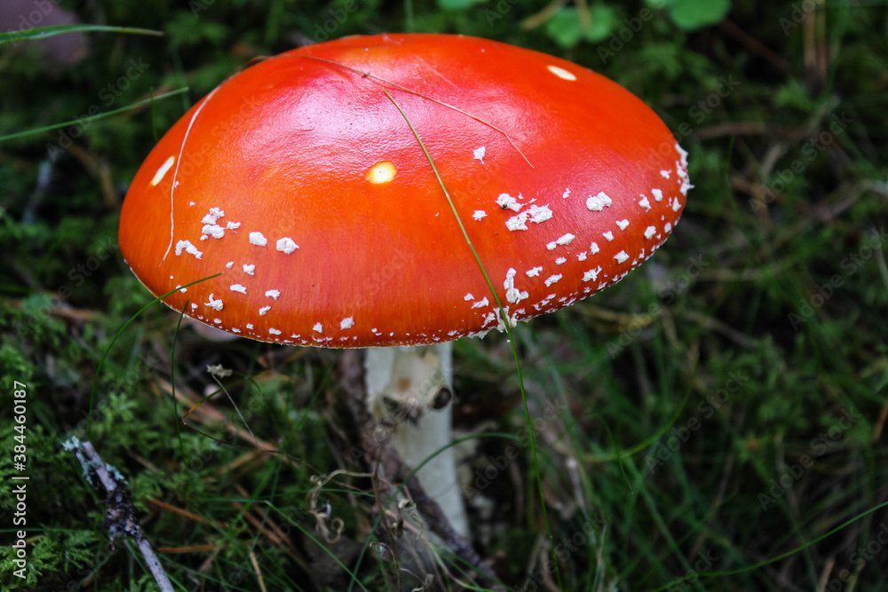 Fly agaric or fly Amanita mushroom, Amanita muscaria