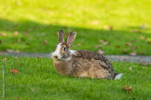 one beautiful brown rabbit with blue eyes and mix of white fur resting on green grass while licking its nose with its tone. 
