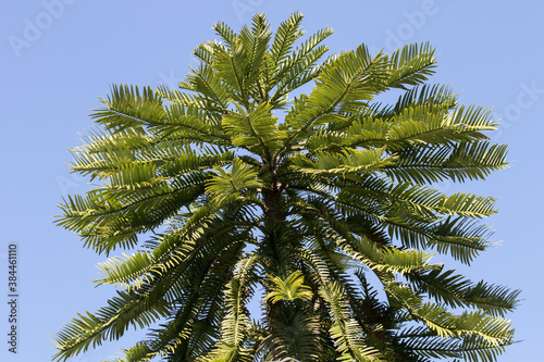 Close up of Wollemi Pine Tree photo
