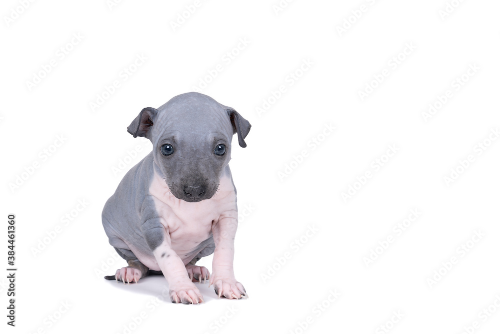 American Hairless Terrier puppy isolated against white background