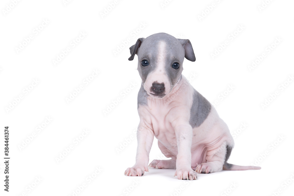 American Hairless Terrier puppy isolated against white background American Hairless Terrier puppy isolated against white background