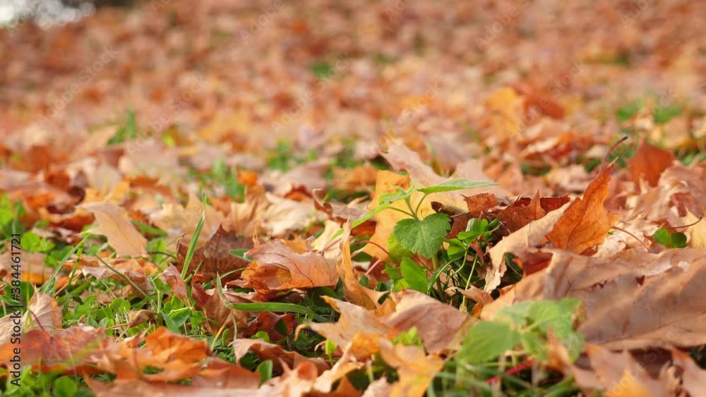 Maple leaves on green grass at autumn park. Fall nature. Nobody Maple leaves on green grass at autumn park. Fall nature. Nobody
