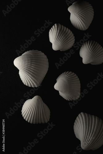 White sea shell Macro close up