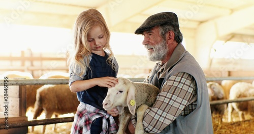 Old caucasian grandfather with gray beard and small cute granddaughter playing with lamb and caressing it in stable. Senior man holding animal at farm and pretty little girl petting it. photo