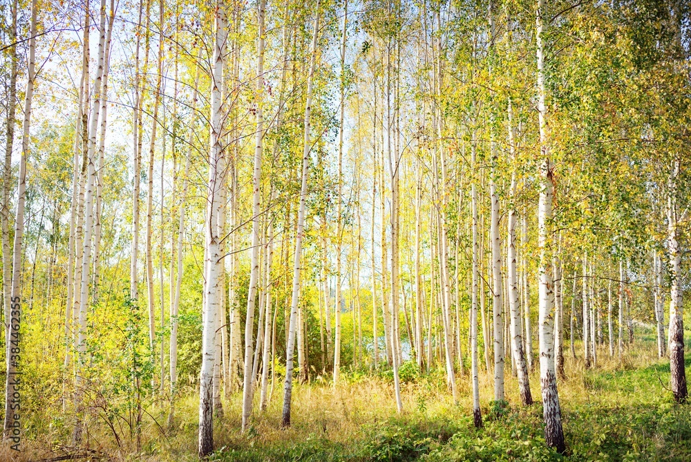 Fototapete mit Picturesque scenery of the golden birch forest on a clear sunny day. Early autumn in Latvia, Europe. Pure nature, environmental conservation, eco tourism. Pathway, tree trunks, leaf texture close-up #384462355