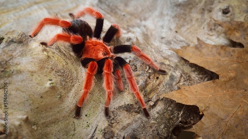 Birdeater tarantula spider Brachypelma boehmei in natural forest environment. Bright red colourful giant arachnid.