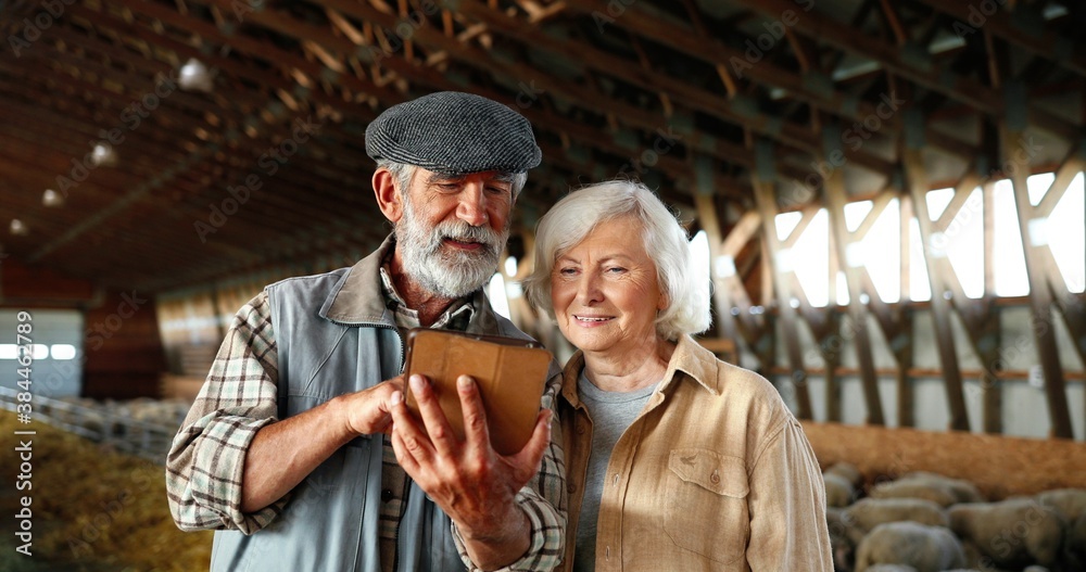 Caucasian old gray-haired man holding tablet device and showing video to woman, standing in livestock stable. Couple of senior farmers using gadget computer. Sheep flock in barn. Scrolling and tapping
