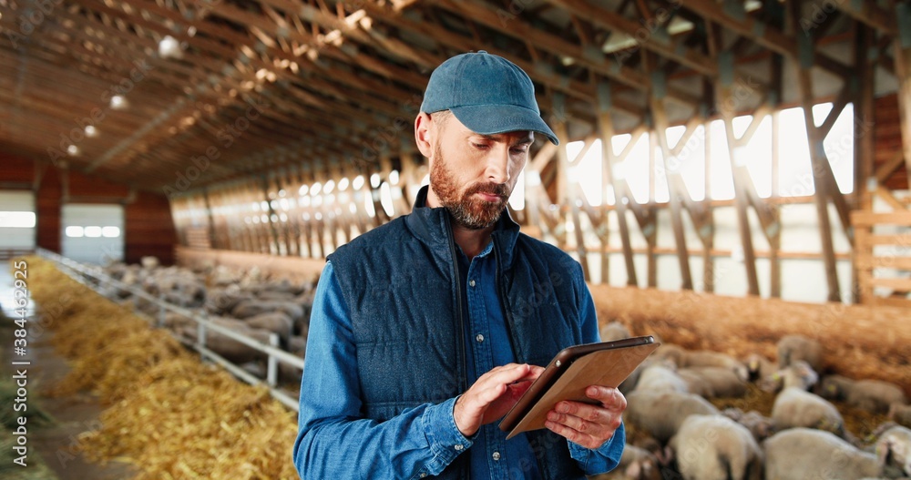 Young Caucasian man shepherd in cap walking in shed with cattle animals and using tablet device. Male farmer in stable with sheep tapping on gadget. Worker stepping in barn and scrolling on computer. Young Caucasian man shepherd in cap walking in shed with cattle animals and using tablet device. Male farmer in stable with sheep tapping on gadget. Worker stepping in barn and scrolling on computer.