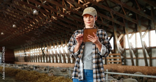 Young Caucasian woman using tablet device and standing in farm stable. Female farmer tapping and scrolling on gadget computer in shed. Technology in farming. Sheep flock on background.