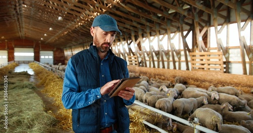 Caucasian man shepherd walking in shed with cattle animals and using tablet device. Male farmer in stable with sheep tapping on gadget. Worker stepping in barn, scrolling on computer. Browsing online.