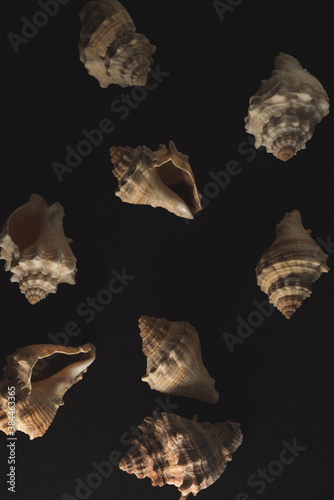 snail seashell macro close up