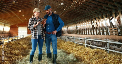 Fotografija Caucasian couple farmers walking in barn with sheep flock, talking and using tablet device