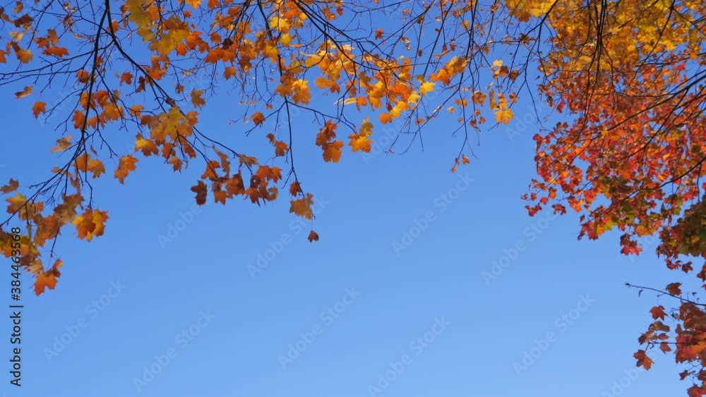 Maple trees with fall branches and leaves at autumn park. Nobody Maple trees with fall branches and leaves at autumn park. Nobody
