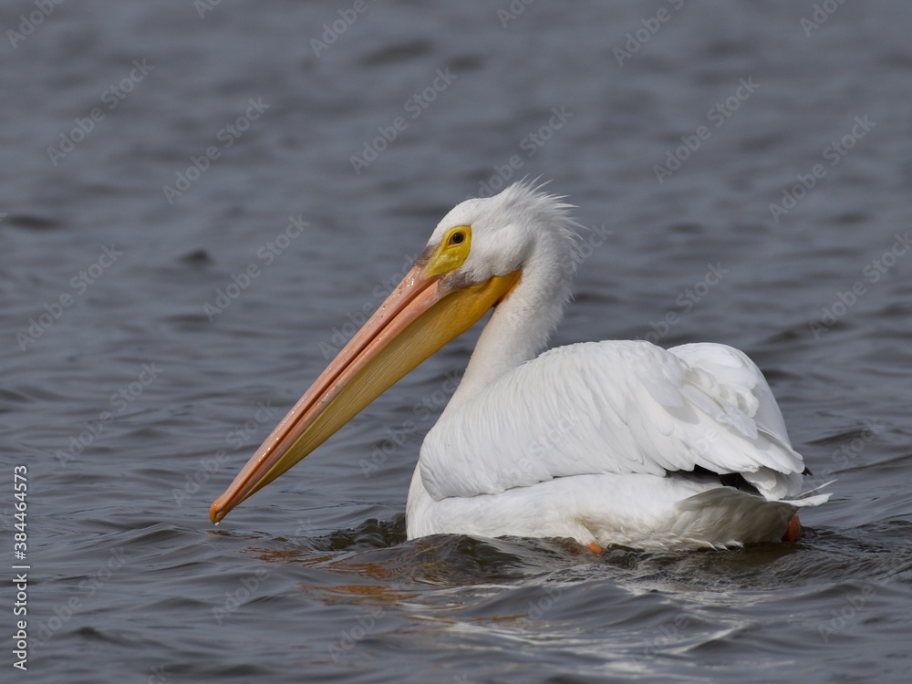 An American white pelican (Pelecanus erythrorhynchos) glances back as it swims on the surface of Harkins Slough, in California An American white pelican (Pelecanus erythrorhynchos) glances back as it swims on the surface of Harkins Slough, in California