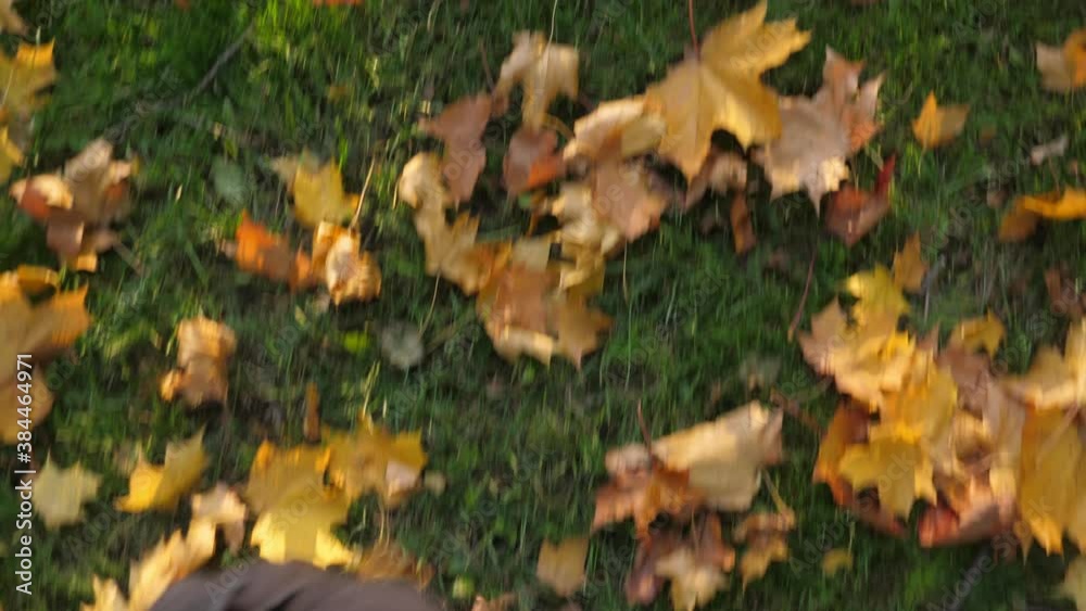 Top view on shoes and maple leaves on green grass at autumn park. Fall nature Top view on shoes and maple leaves on green grass at autumn park. Fall nature