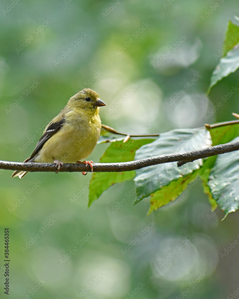 Obraz premium Juvenile American Goldfinch on a branch, molting