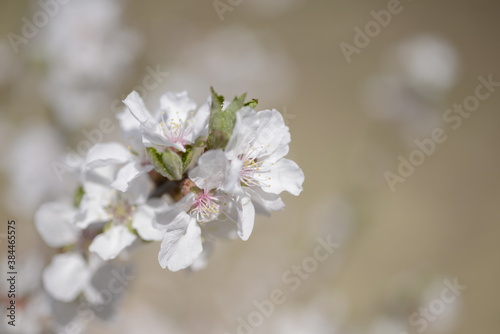 Cherry tree flowers 벚나무 꽃 © sol