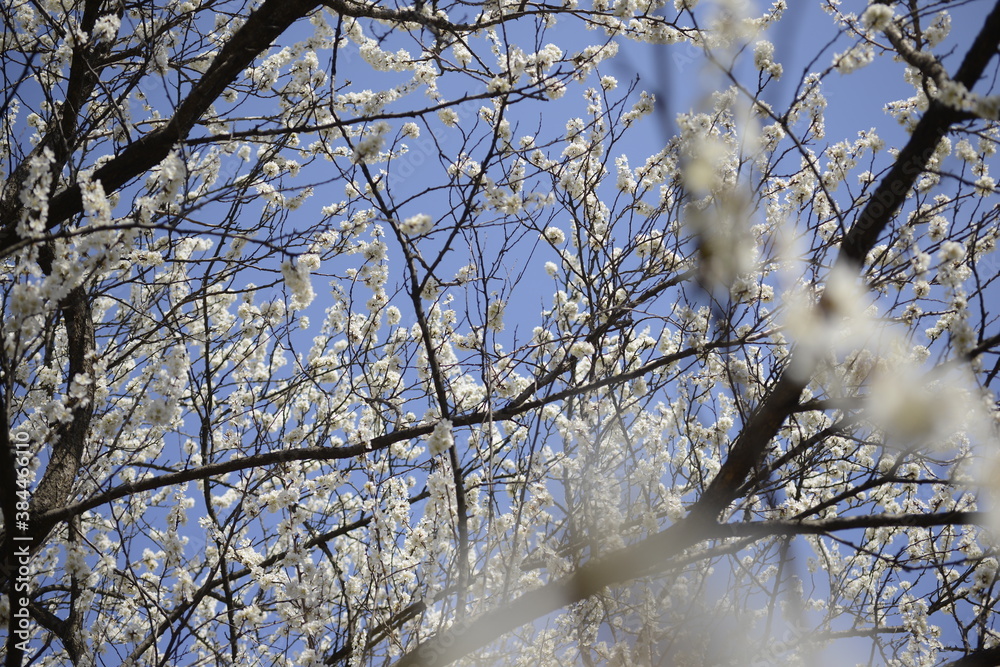 Obraz premium Cherry tree flowers 벚나무 꽃