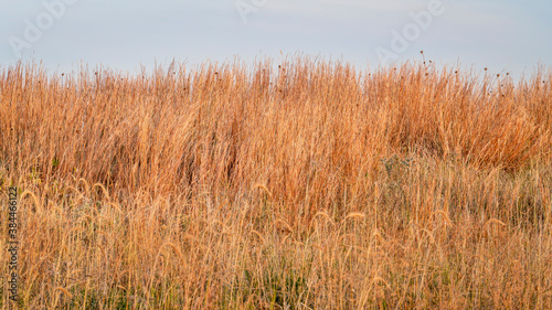 late summer grass in a prairie of Nebraska Sandhills - Nebraska National Forest