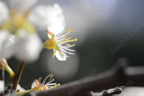 Cherry tree flowers 벚나무 꽃
