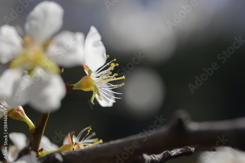 Cherry tree flowers 벚나무 꽃