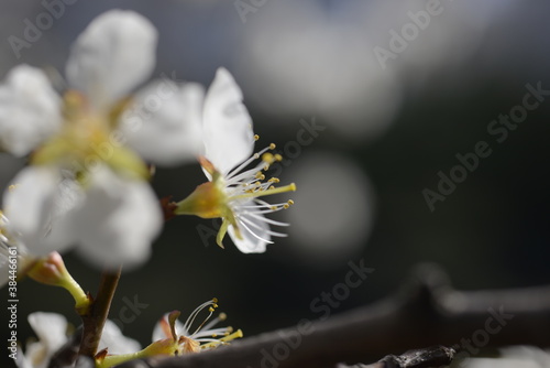 Cherry tree flowers 벚나무 꽃