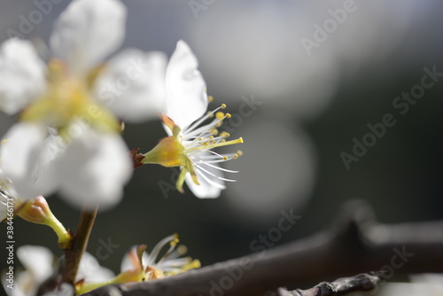 Cherry tree flowers 벚나무 꽃